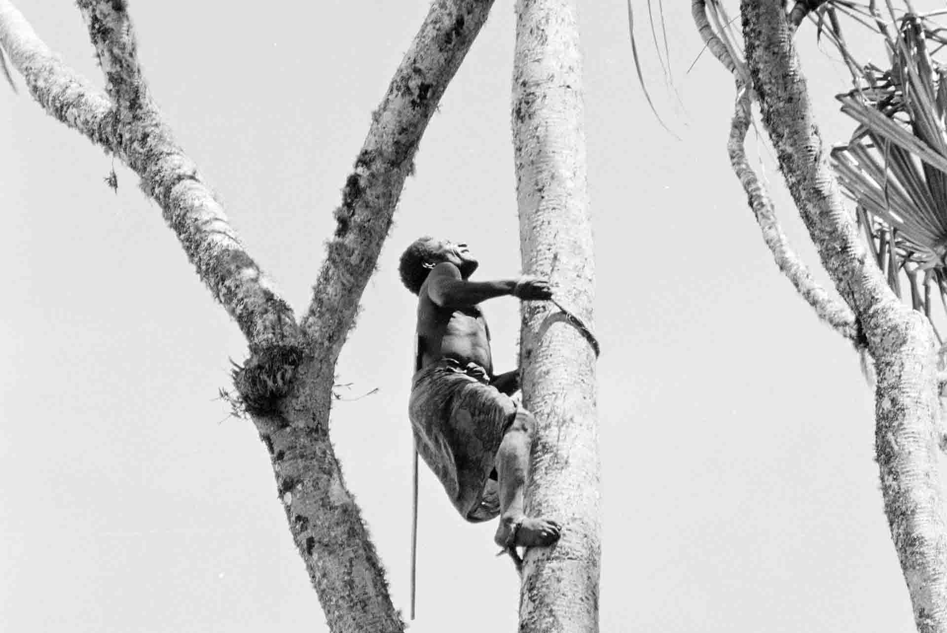 Climbing A Padanus Tree - On The Wilder Shores Of Life