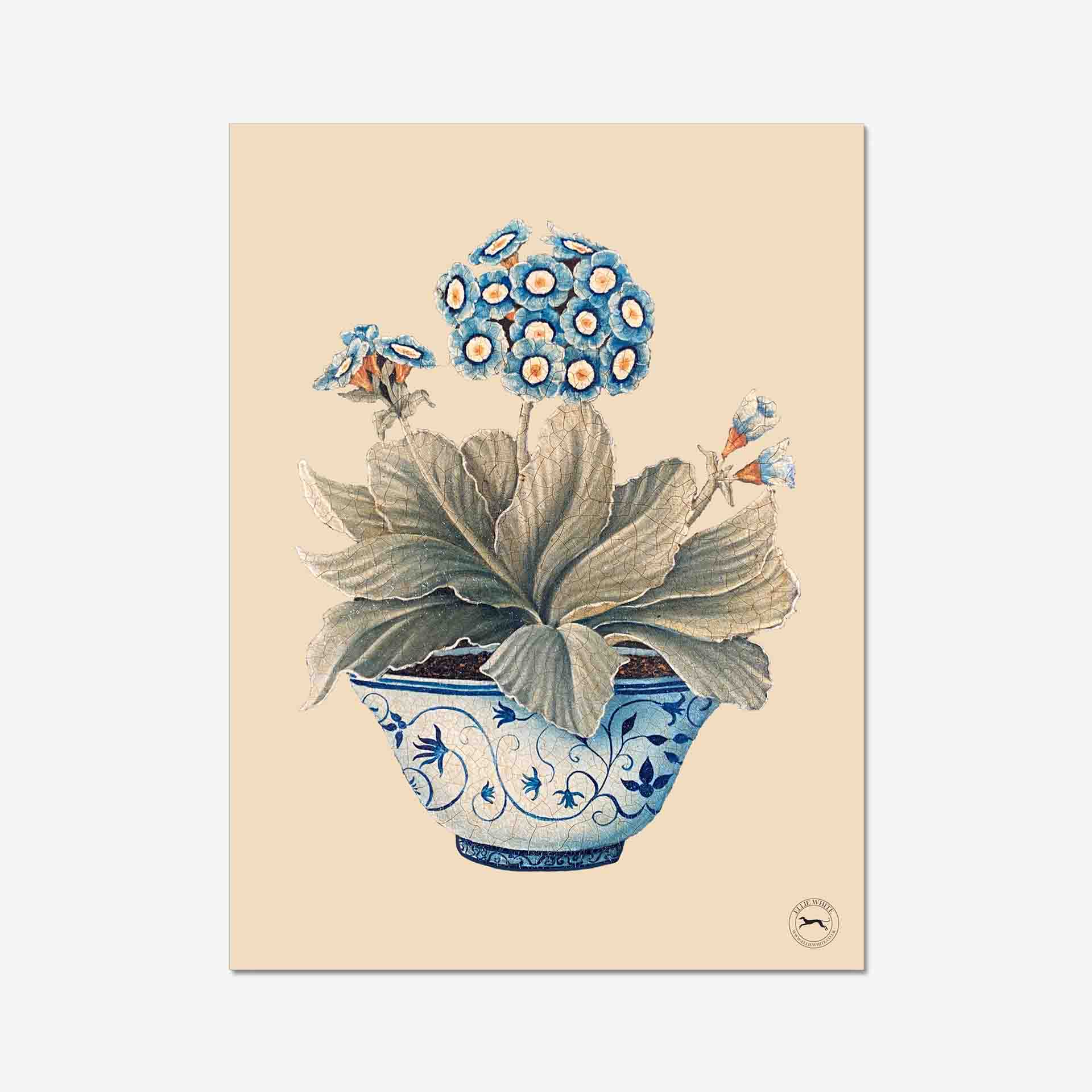 Pale Blue Auricula Fine Art Print On A Cream Background