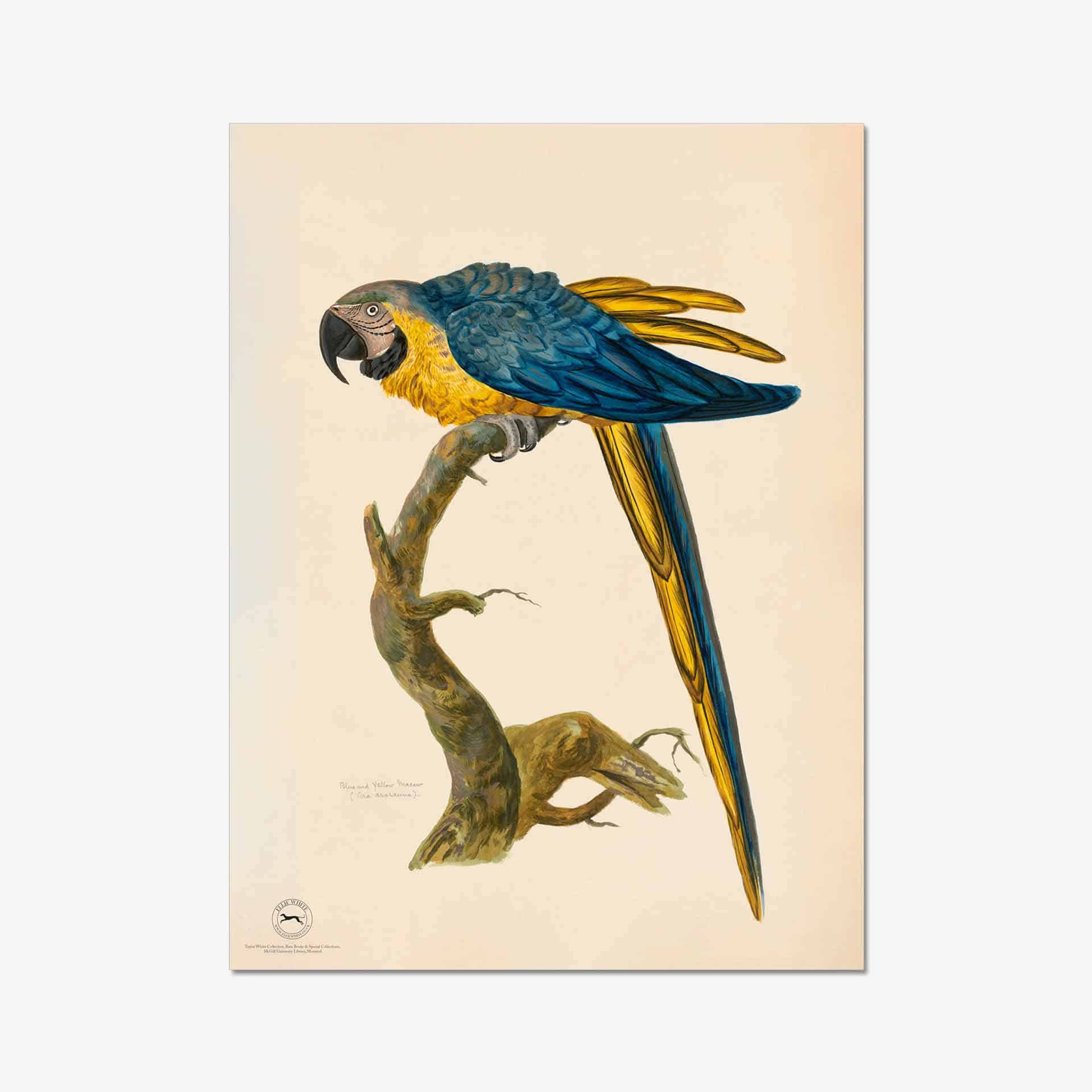Blue & Yellow Macaw Fine Art Print