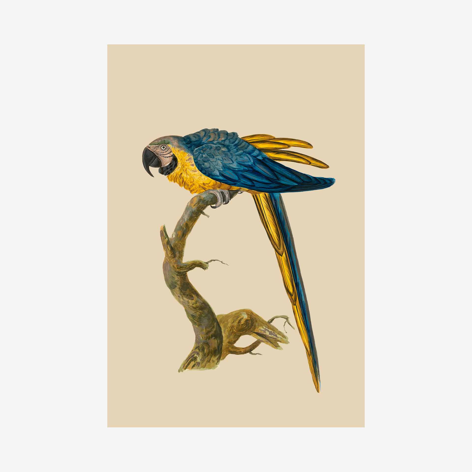Featured Image For “Blue & Yellow Macaw Greetings Card | Packs Of 10/20/50”