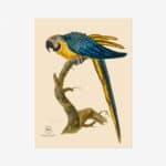 Blue & Yellow Macaw Fine Art Print