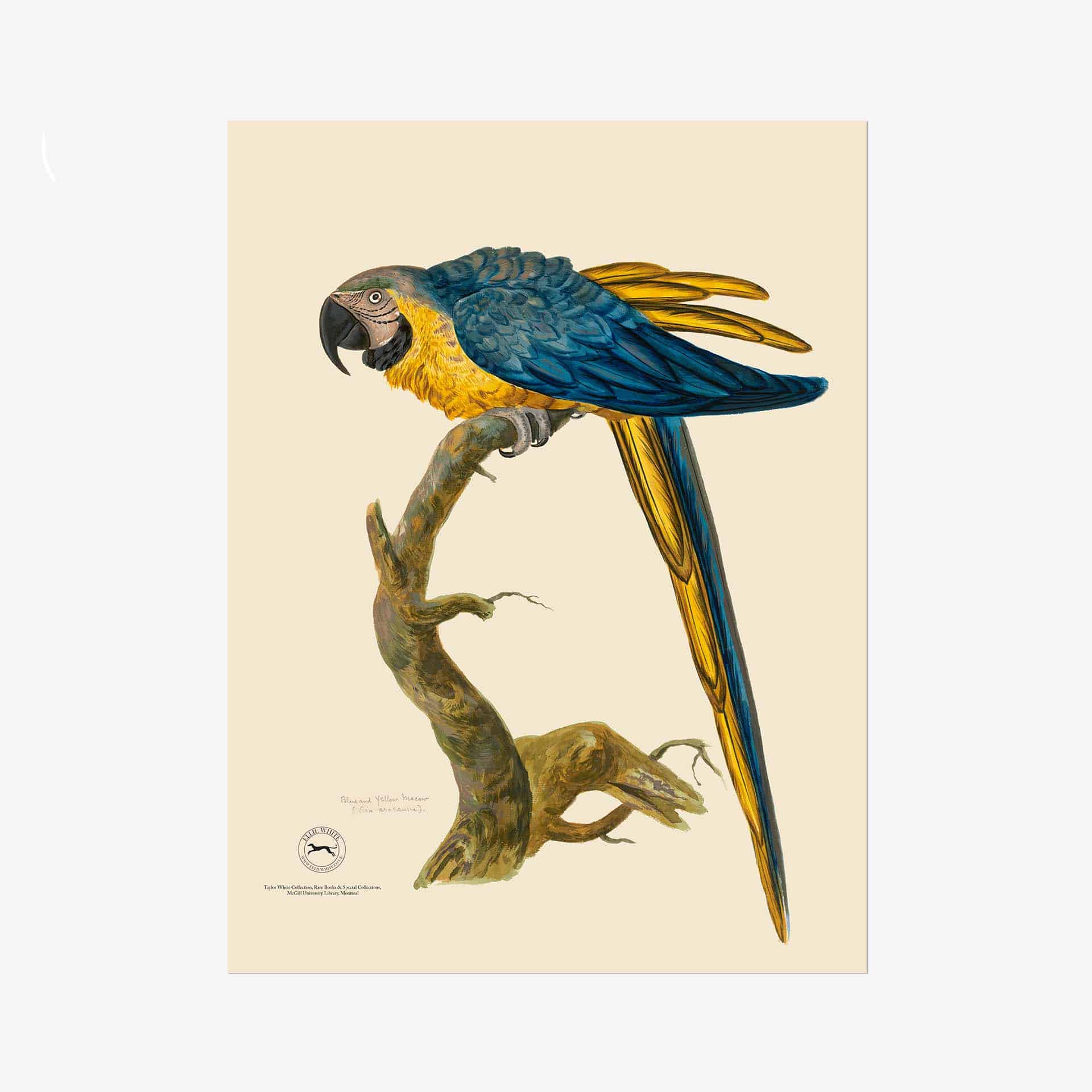 Blue and Yellow Macaw Fine Art Print - 18in x 24in