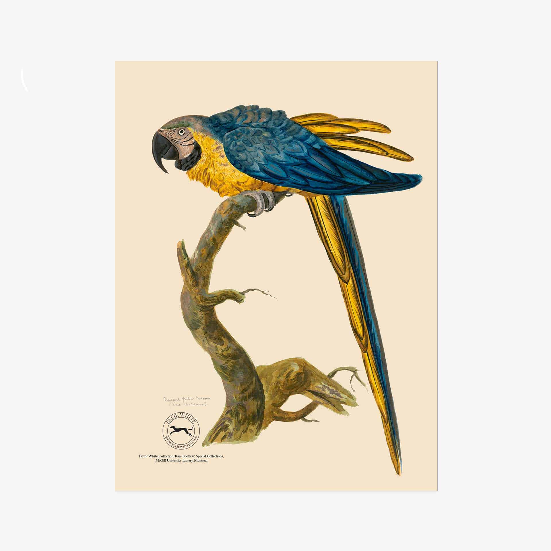 Blue and Yellow Macaw Fine Art Print - 6in x 8in