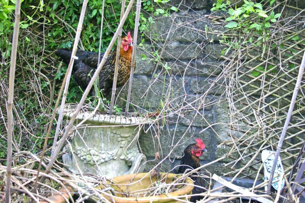 The Chickens Have Breached The Anti-Chicken Barricades