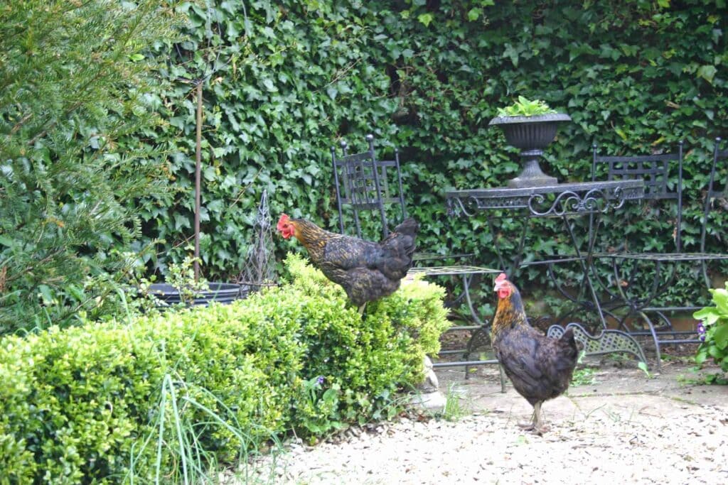 The Chickens On The Rampage In Hillesley