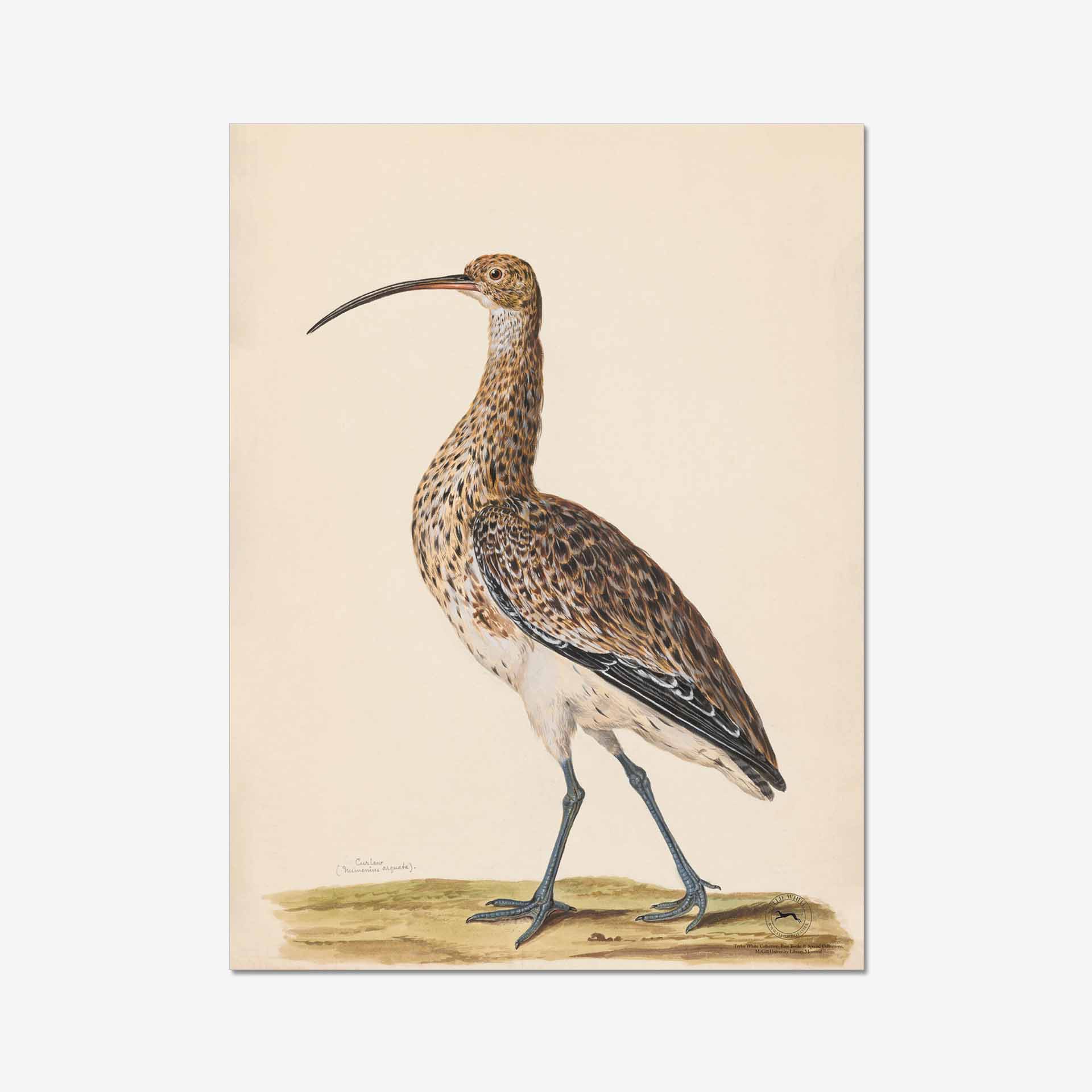 Featured image for “Curlew Fine Art Print”