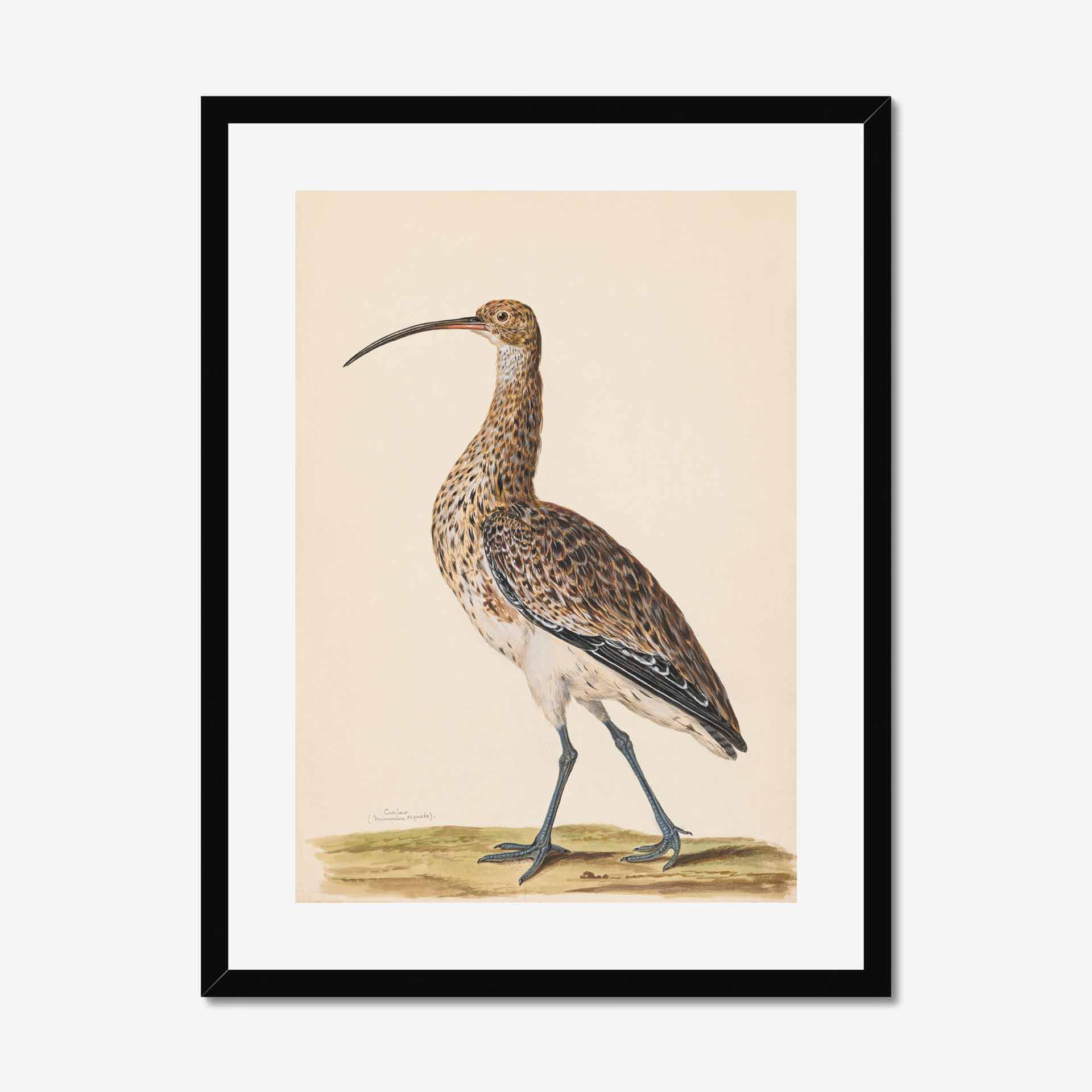 Featured Image For “Curlew Framed Print”