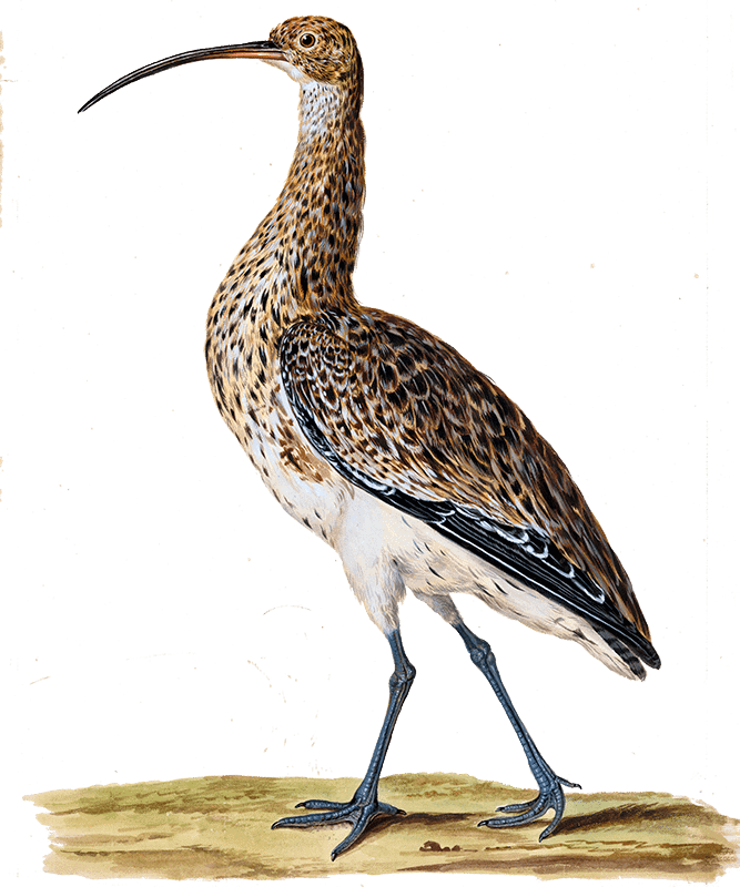 Model