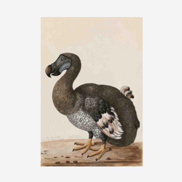 Dodo Greetings Cards - 4&Quot; X 6&Quot;