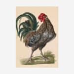 Domestic Fowl Rooster Greetings Card | Packs of 10/20/50