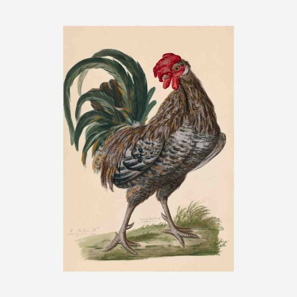 Domestic Fowl Rooster Greetings Card - 4&Quot; X 6&Quot;
