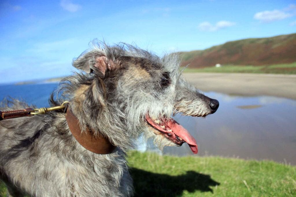 Ellie On The Cliffs Above Rhossili Beach