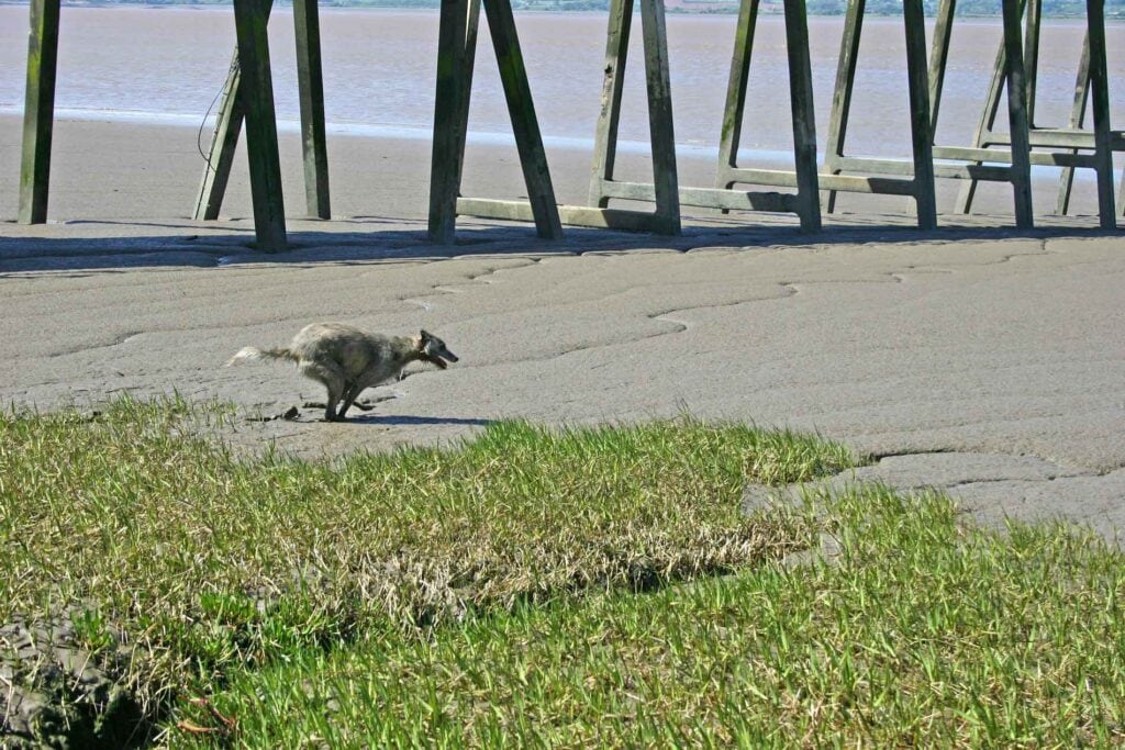 Ellie Charging Through The Mud On The Bank Of The River Severn