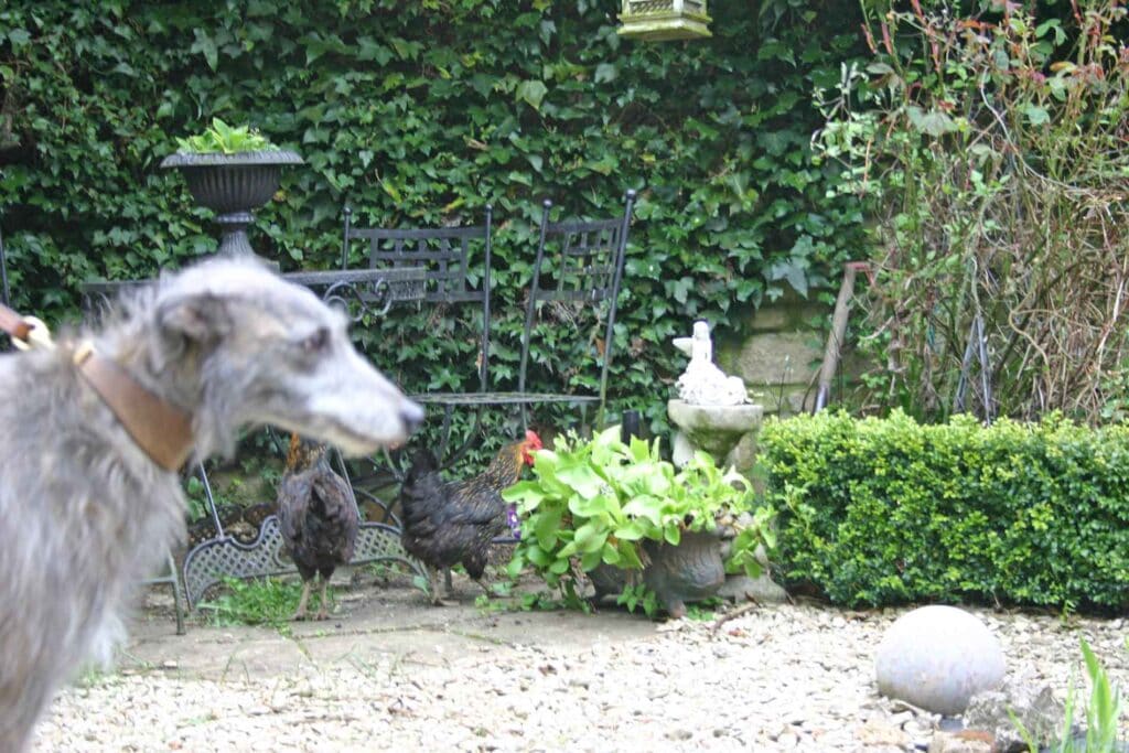 Ellie Is Very Cross About The Chicken Invasion