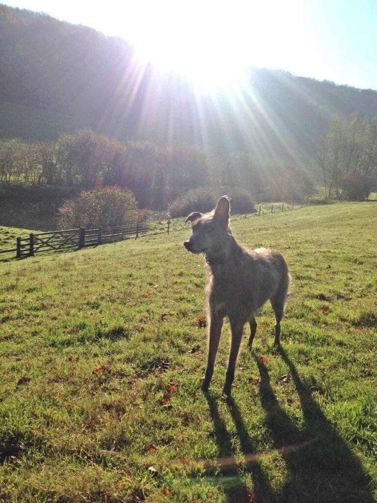 Ellie In The Secret Valley Near Hawkesbury