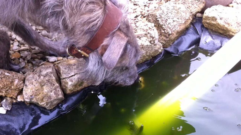 Ellie Kissing A Frog