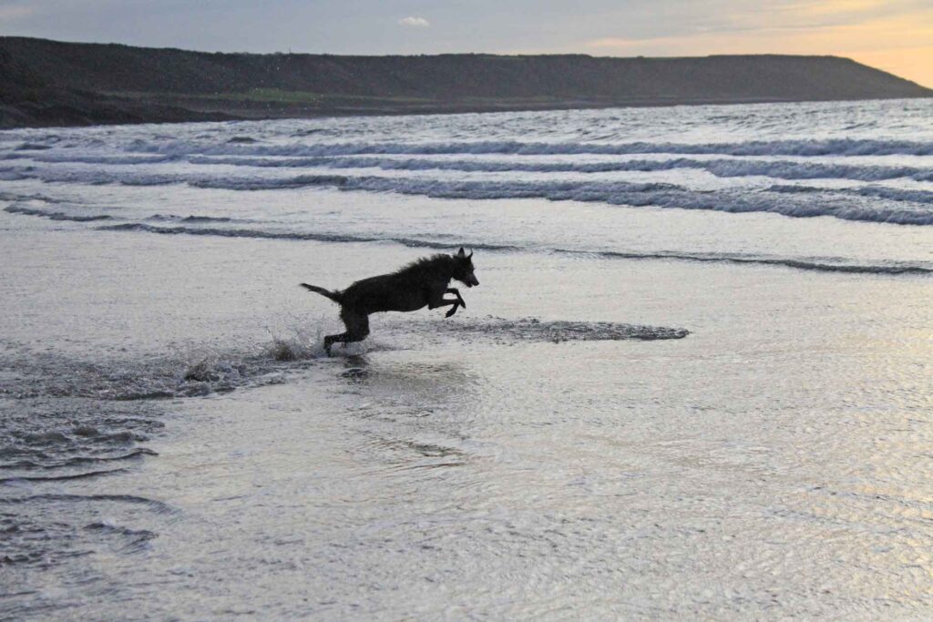 Ellie Leaping Into The Sea After A Tennis Ball
