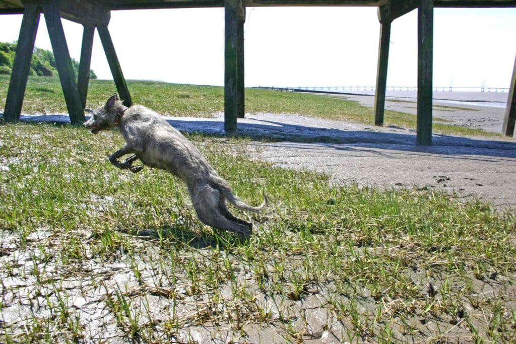 Ellie Leaping Out Of The Mud Of The Bank Of The River Severn