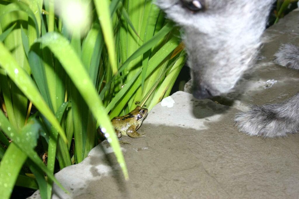 Ellie Meeting A Frog