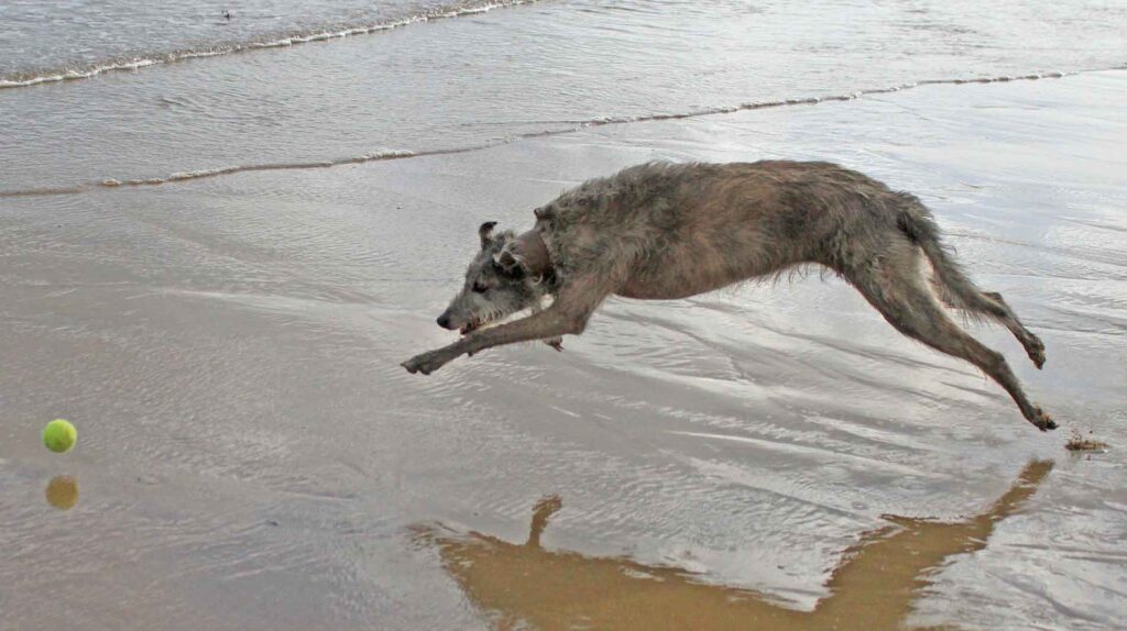 Ellie Pouncing On A Tennis Ball On The Beach