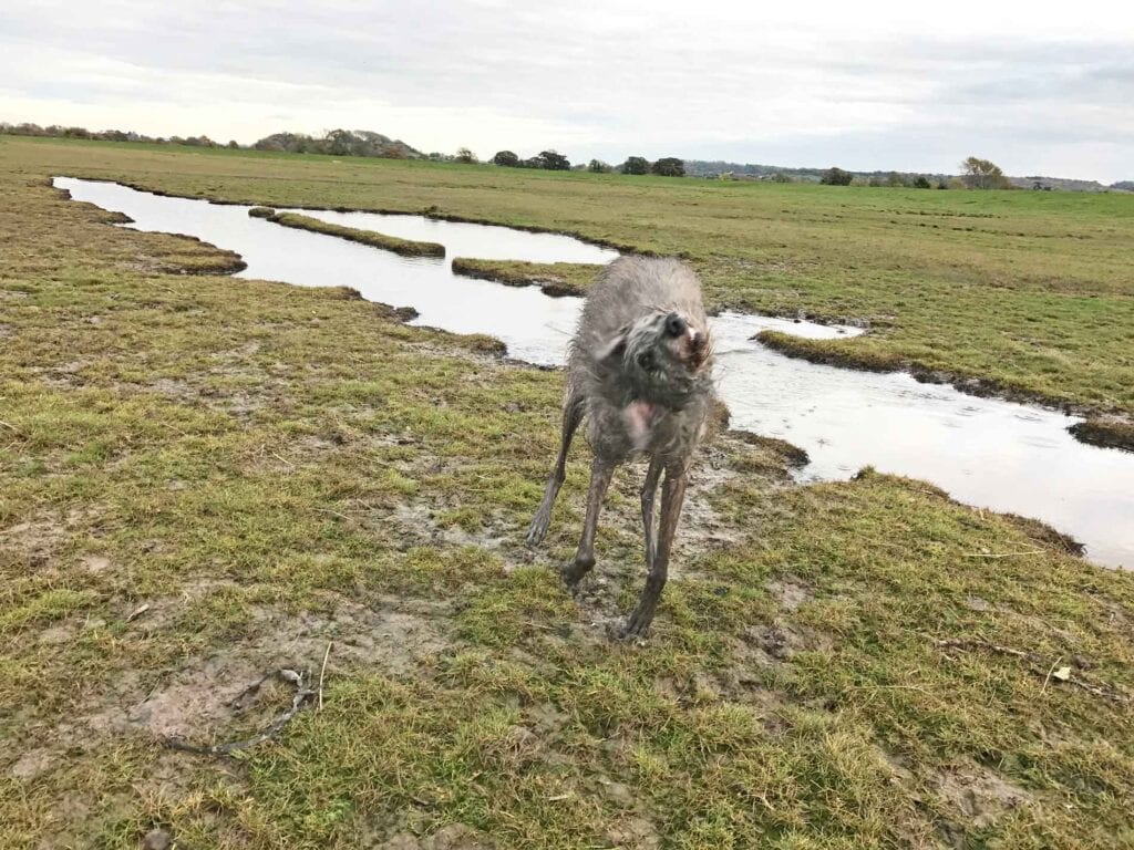 Ellie Caught Mid-Shake At Littleton-On-Severn