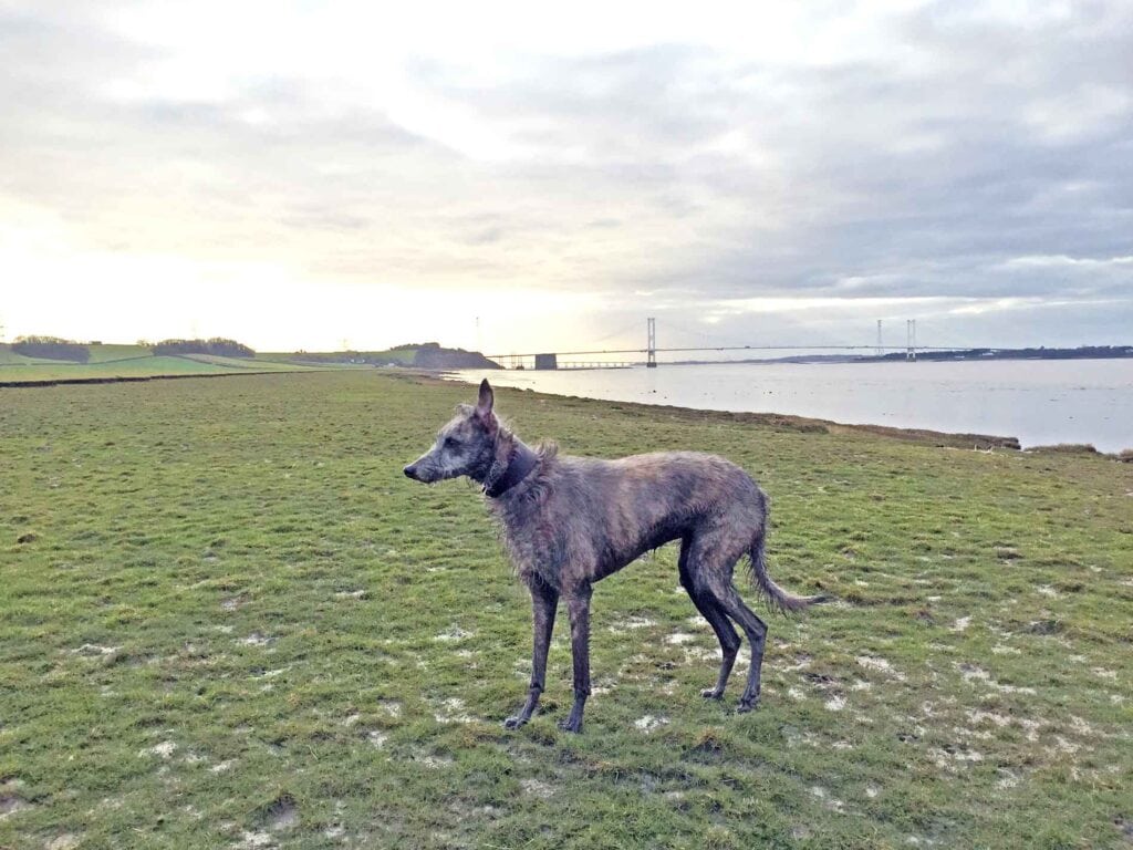 A Very Wet Ellie On The Banks Of The River Severn In February 2015