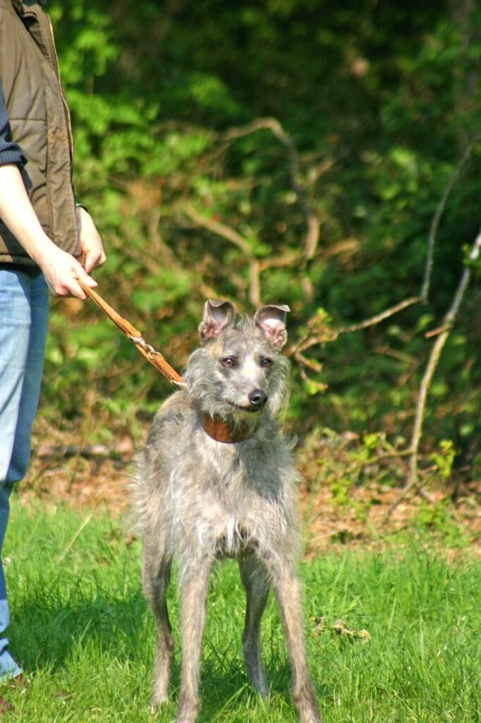 Ellie On Full Alert In Badminton Park