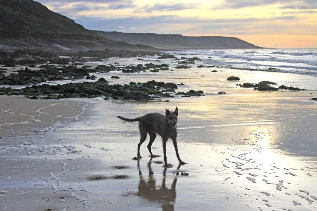 Ellie On Port Eynon Beach