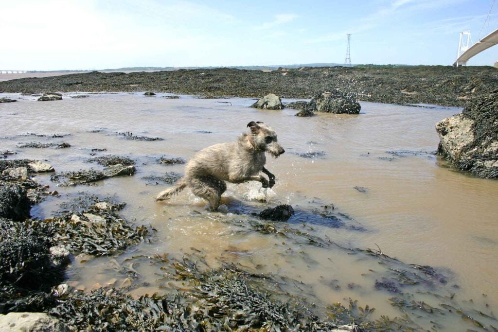 Ellie Powering Out Of The River Severn At Low Tide