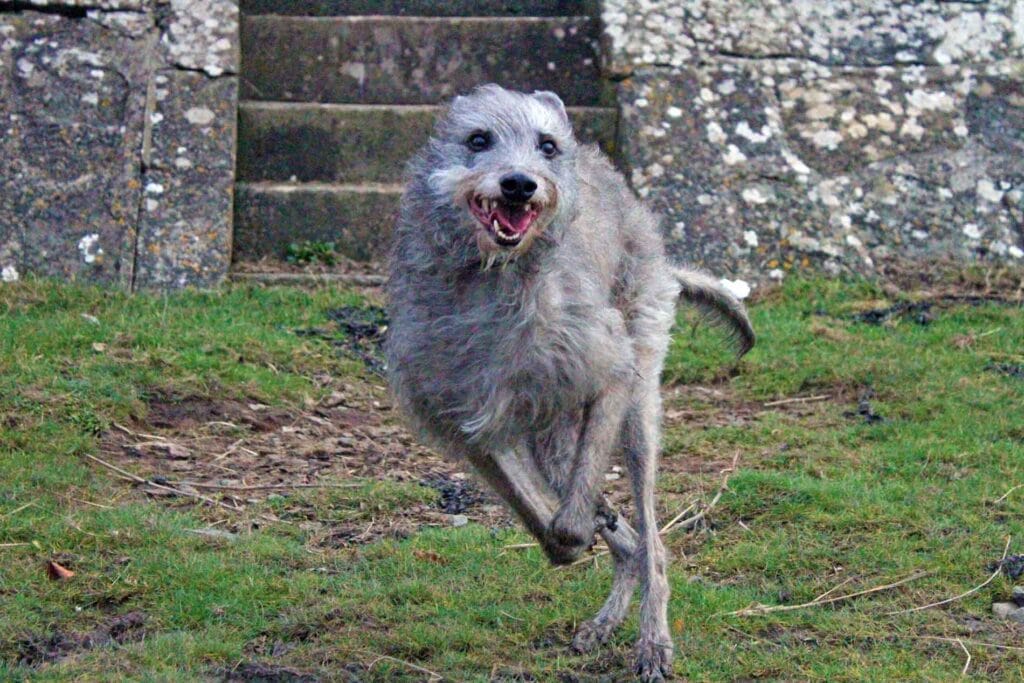 Ellie Running At Littleton-On-Severn