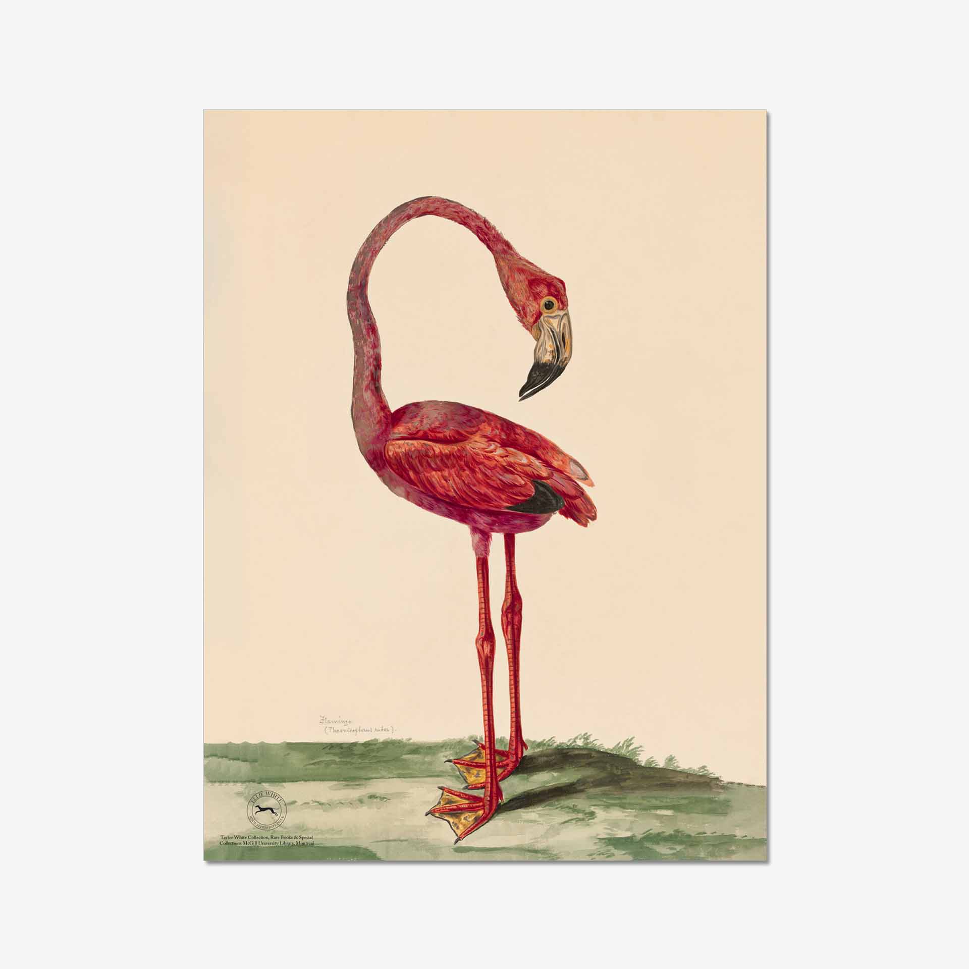 Featured image for “Flamingo Fine Art Print”
