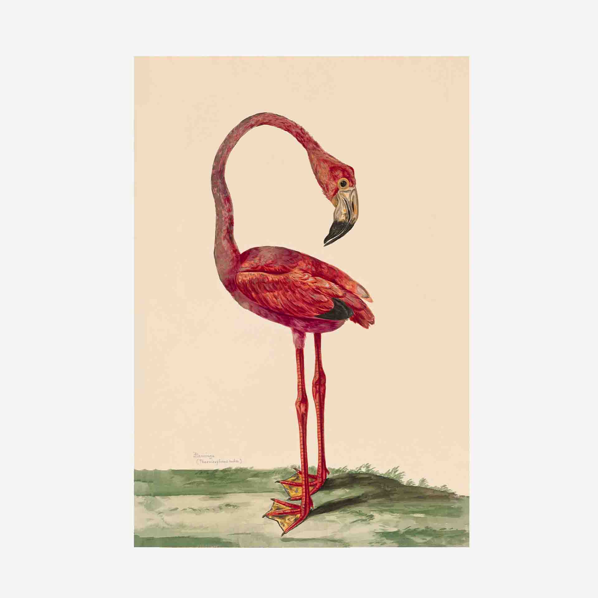 Featured image for “Flamingo Greetings Card | Packs of 10/20/50”
