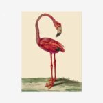 Flamingo Fine Art Print