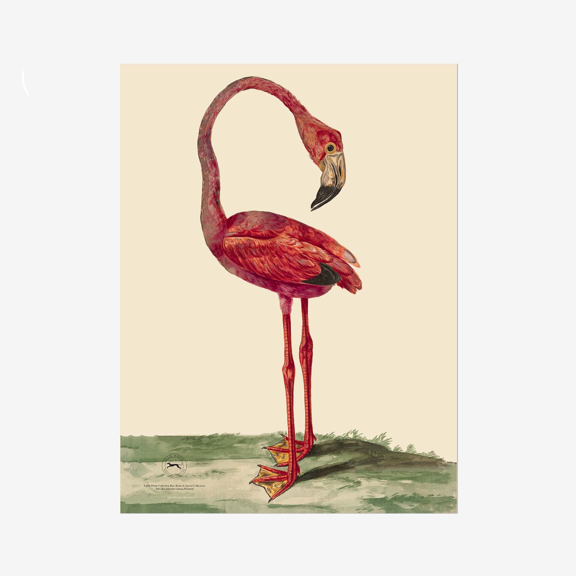 Flamingo Fine Art Print - 18in x 24in