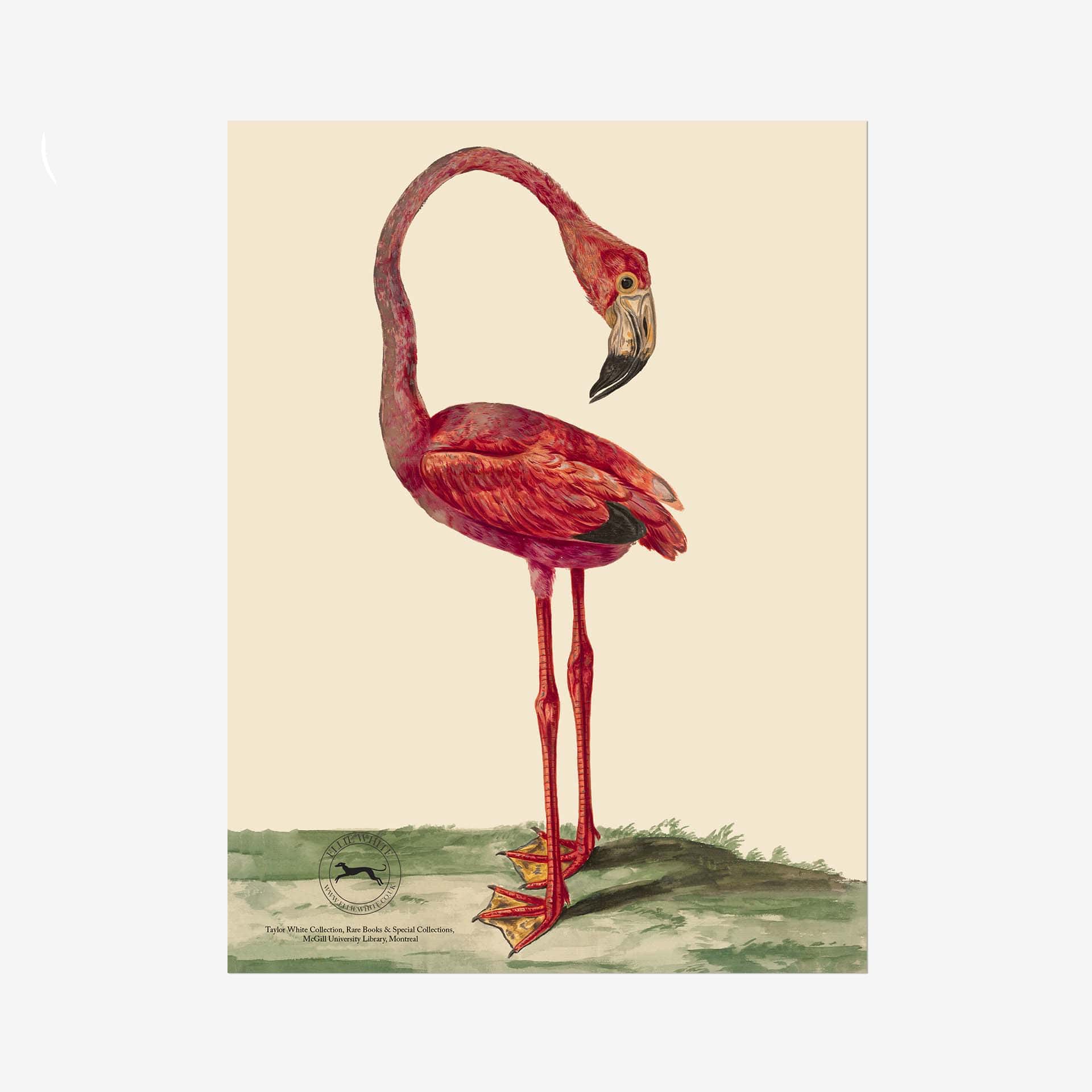 Flamingo Fine Art Print - 6in x 8in