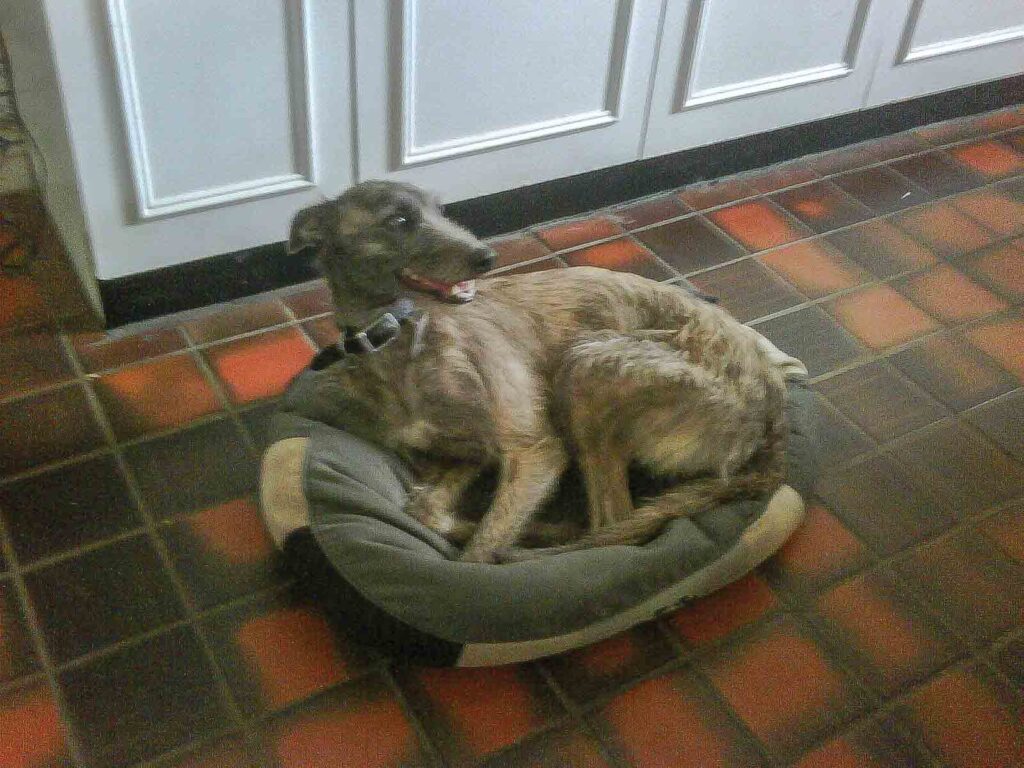 Ellie Trying Out My Father-In-Law&Amp;#039;S King Charles Spaniel&Amp;#039;S Bed For Size