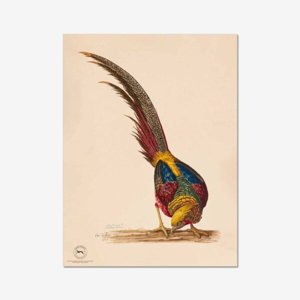Golden Pheasant Fine Art Print