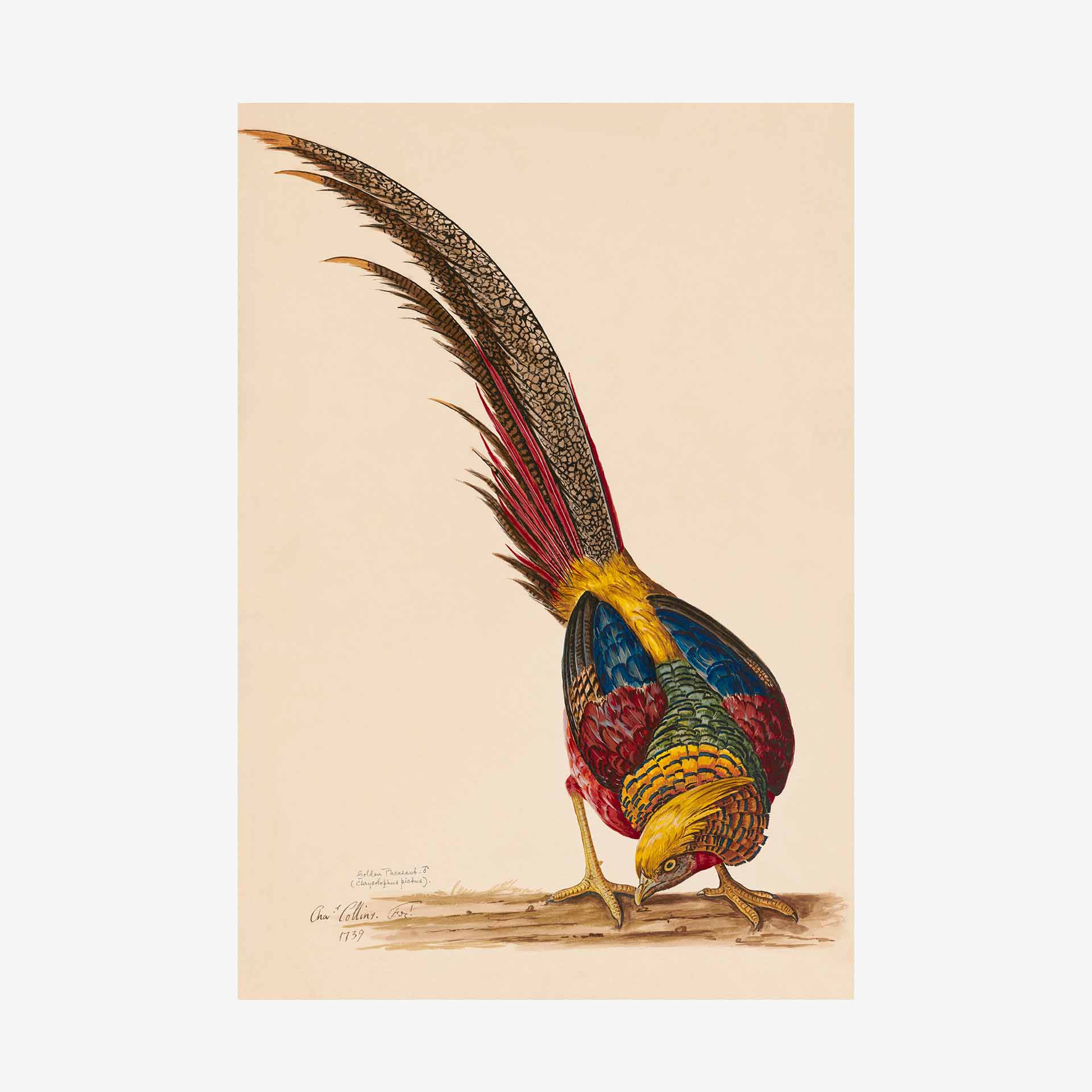 Golden Pheasant Greetings Card | Packs Of 10/20/50