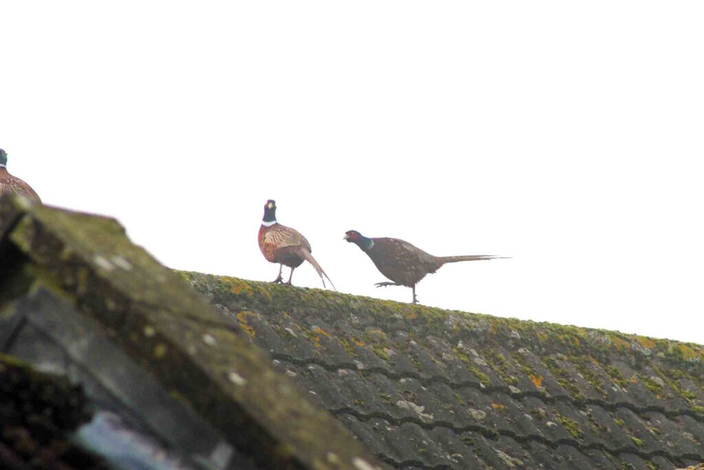 Goose-Stepping Pheasants
