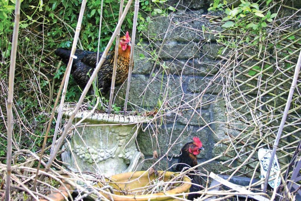 Highgrove Hen Havoc