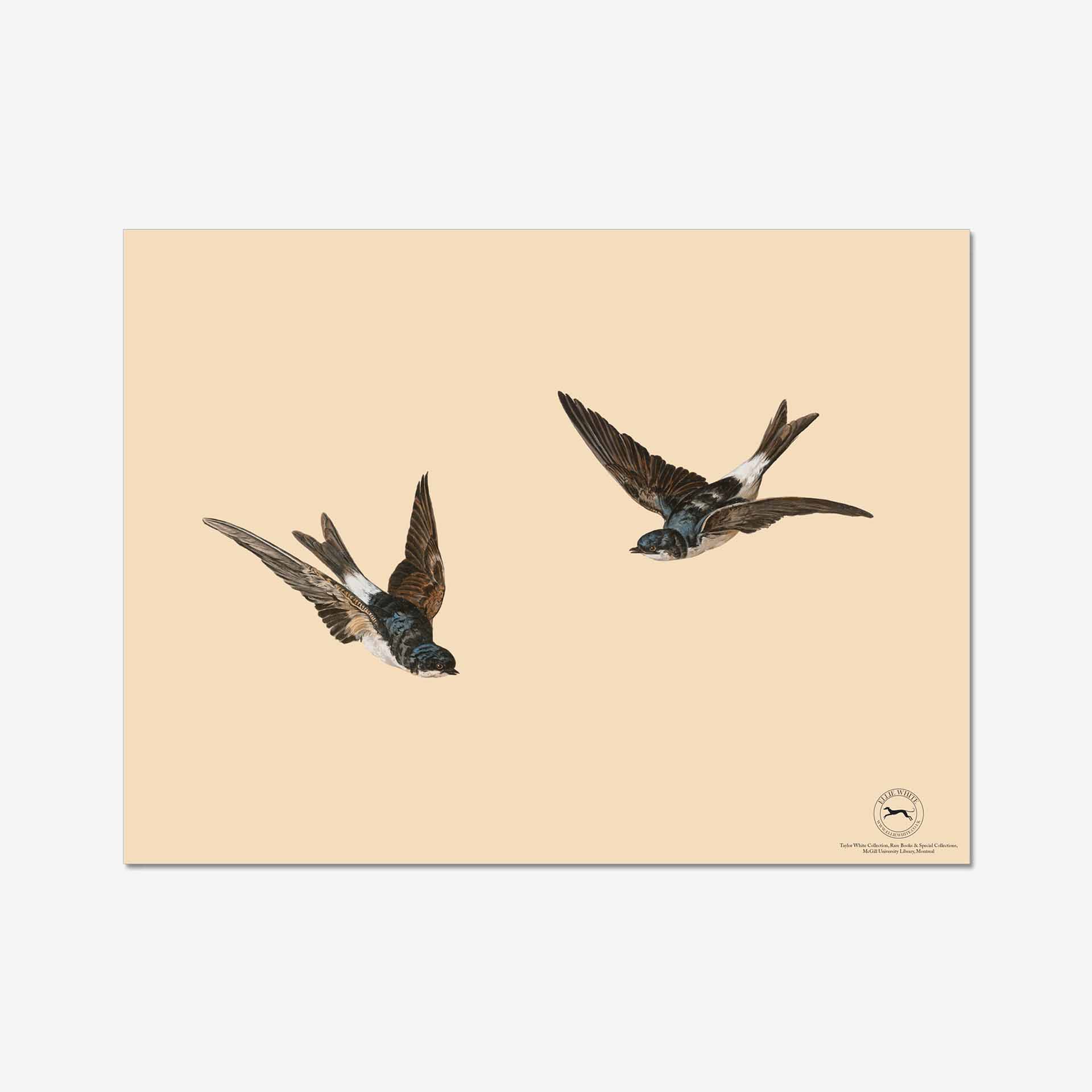 House Martin Fine Art Print