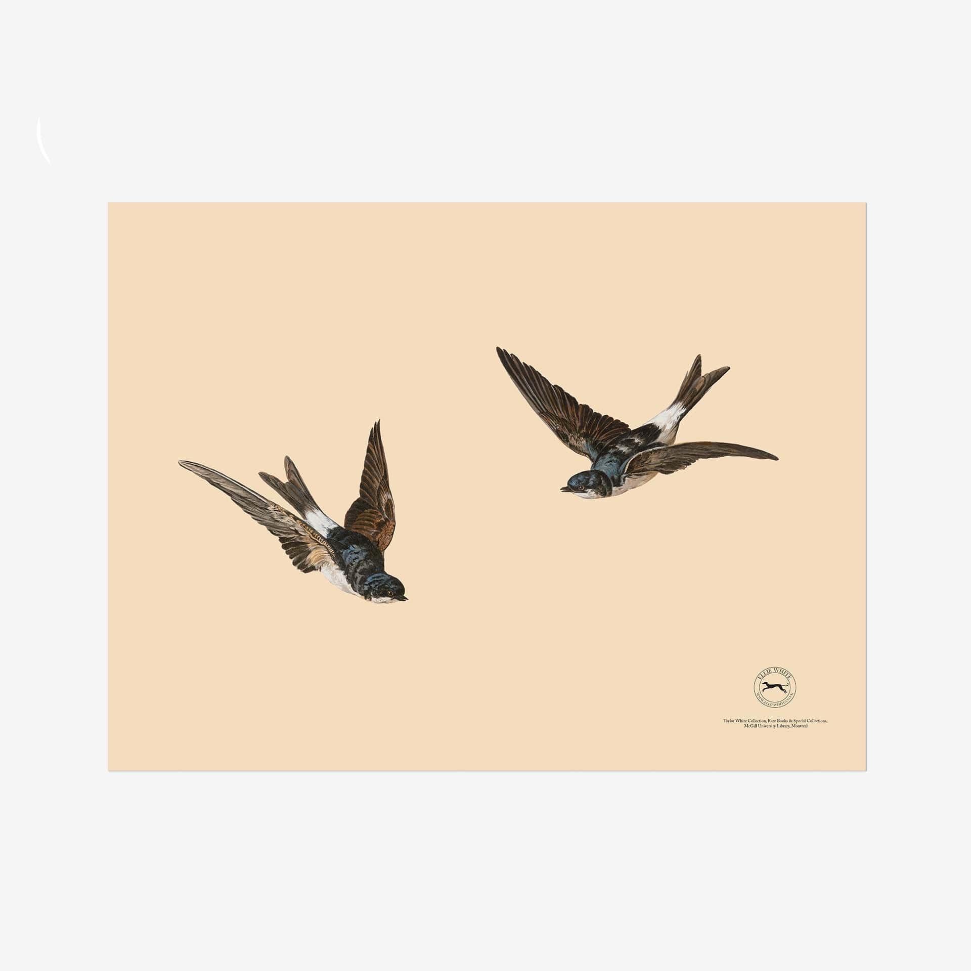 House Martins Fine Art Print - 18in x 24in