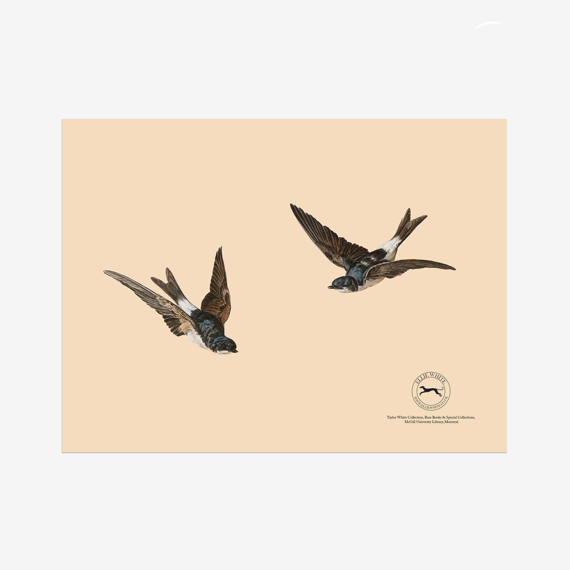 House Martins Fine Art Print - 6in x 8in