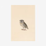 Indian Scops Owl Greetings Card | Packs of 10/20/50