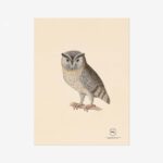 Indian Scops Owl Fine Art Print