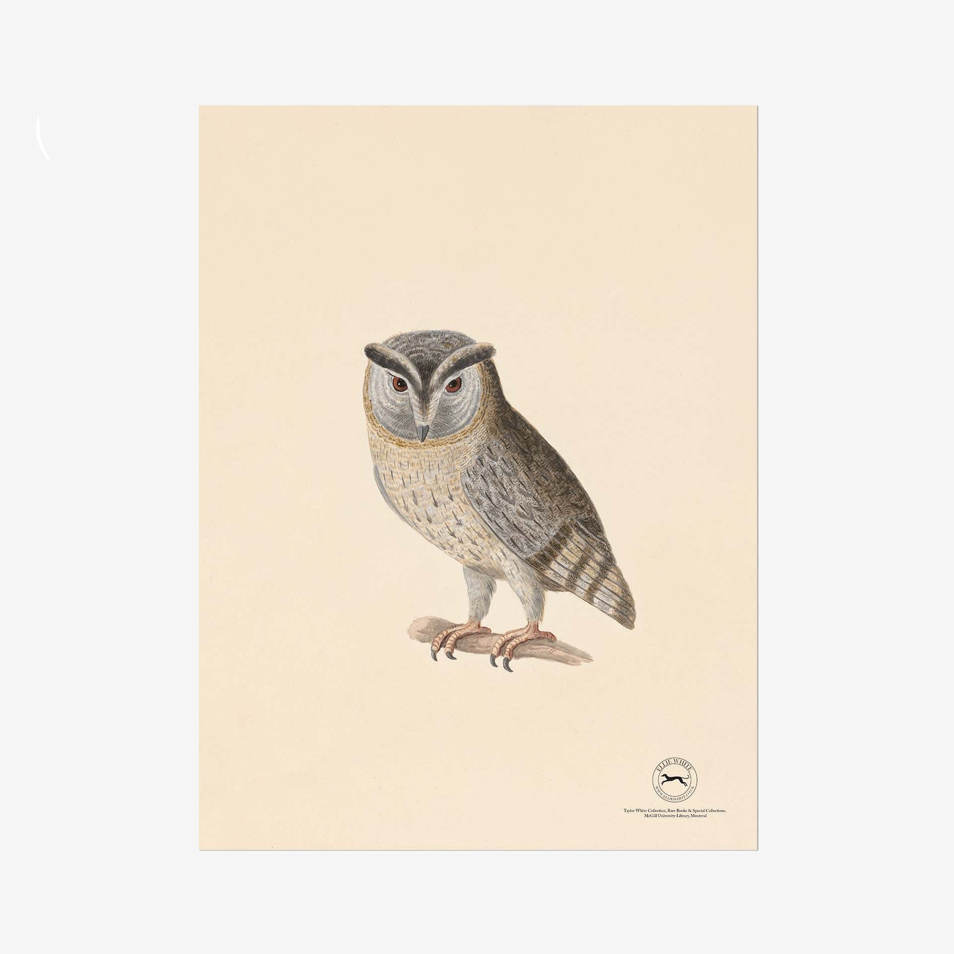 Indian Scops Owl Fine Art Print - 18in x 24in