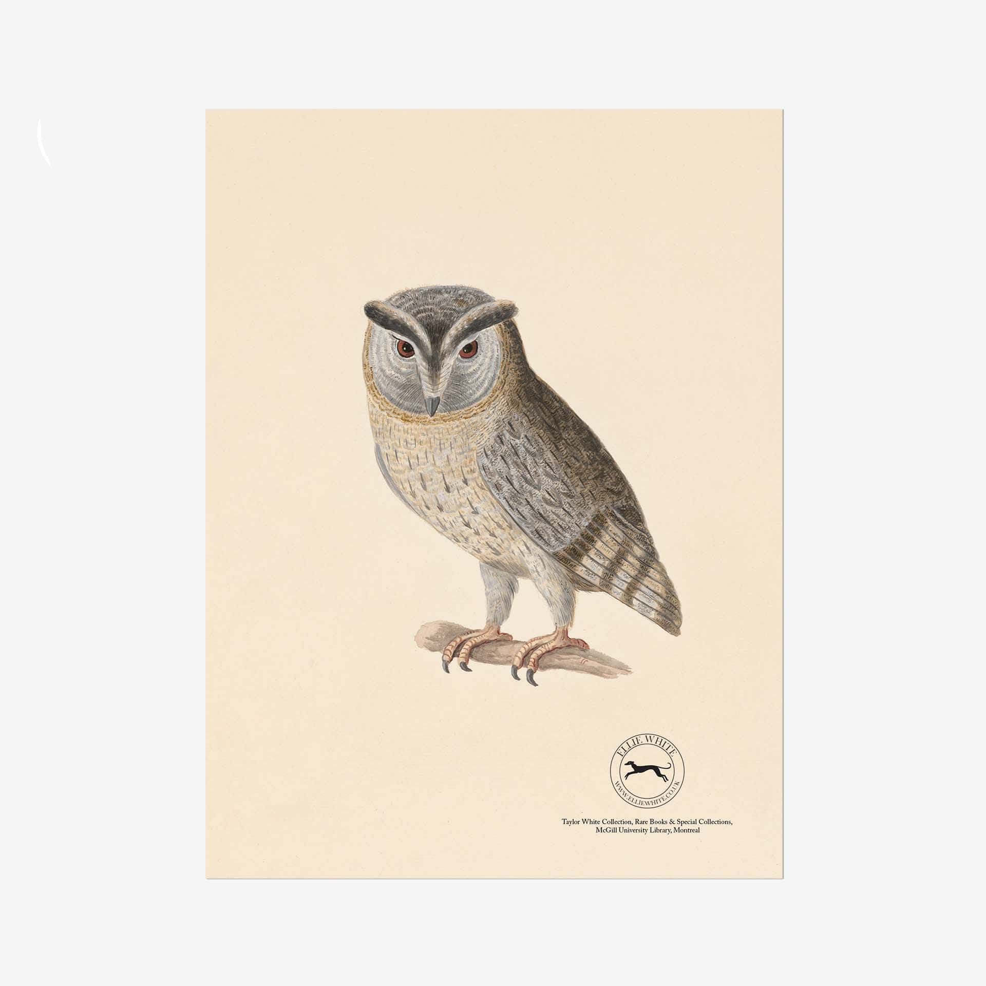 Indian Scops Owl Fine Art Print - 6in x 8in