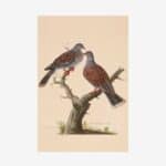 Turtle Dove Greetings Card | Packs of 10/20/50