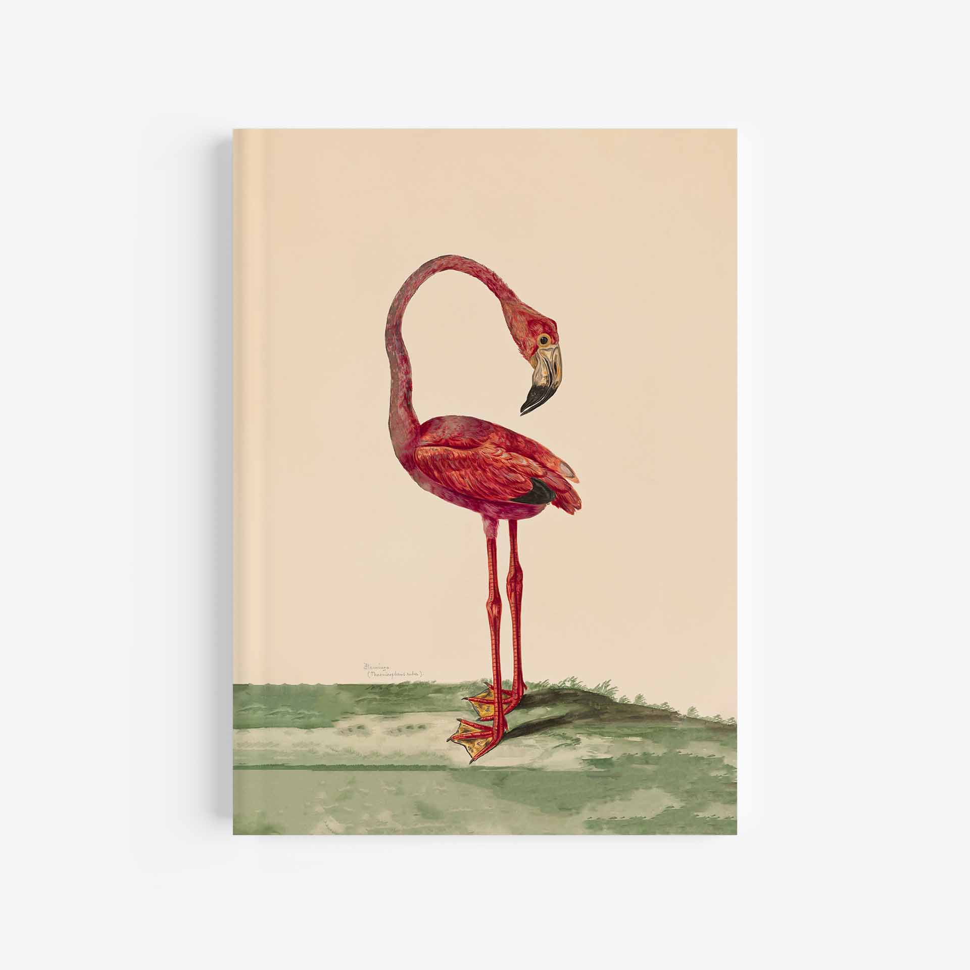 Featured Image For “Flamingo Journal / Notebook – 5″ X 7″”