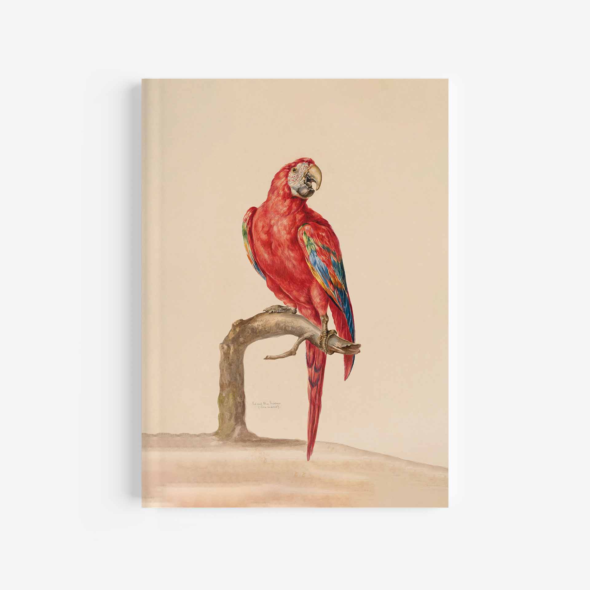 Featured Image For “Red & Blue Macaw Journal / Notebook – 5″ X 7″”